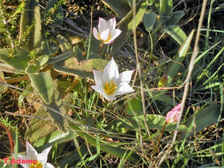 Tulipa cretica